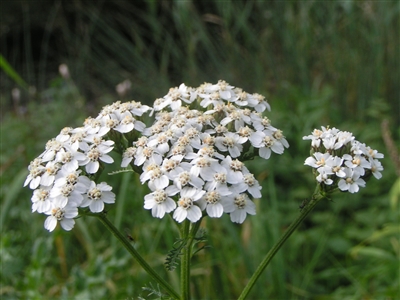 Yarrow Leaf & Flowers, Organic