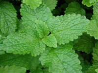 Lemon Balm, Organic