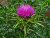 Milk Thistle Seed (Bulk)