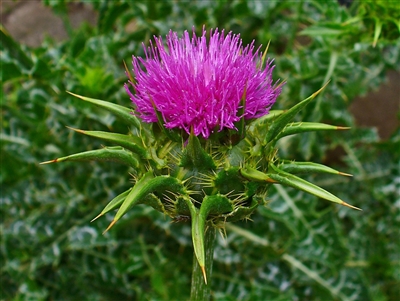 Milk Thistle Seed (Bulk)