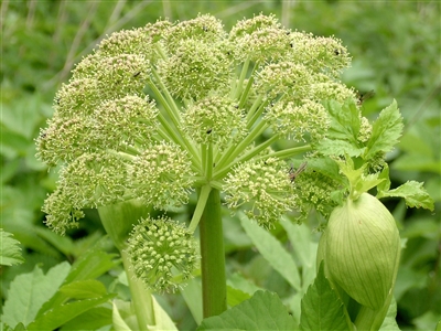 Angelica Root: Bulk / Organic Angelica Root, Cut & Sifted