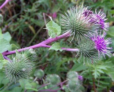 Burdock Root Powder, Organic