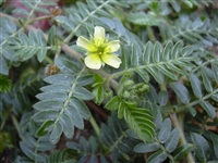 Tribulus Fruit Powder, Organic