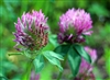 Red Clover Blossoms Organic