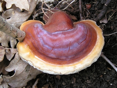 Reishi Slices, Organic