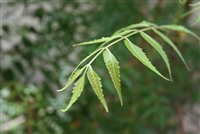 Neem Leaf, Organic (Bulk)