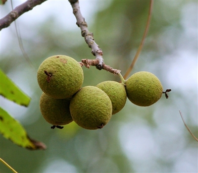 Black Walnut Hull Powder, Organic