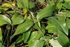 Sarsaparilla Root, Wildcrafted