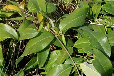 Sarsaparilla Root, Wildcrafted