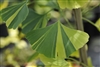 Ginkgo: Bulk / Organic Ginkgo Leaf, Cut & Sifted
