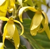 Ylang Ylang Essential Oil: Amber Bottle / Essential Oil: 10 mL