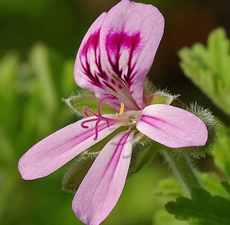 Geranium Essential Oil: Amber Bottle / Essential Oil: 10 mL