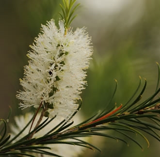 Tea Tree Essential Oil: Amber Bottle / Essential Oil: 10 mL