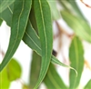 Lemon Eucalyptus Essential Oil (Organic): Amber Bottle / Essential Oil: 10 mL