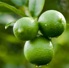 Lime (Key) Essential Oil: Amber Bottle / Essential Oil: 10 mL