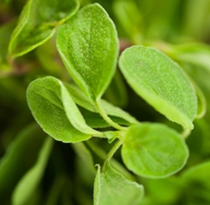 Oregano Essential Oil: Amber Bottle / Essential Oil: 10 mL