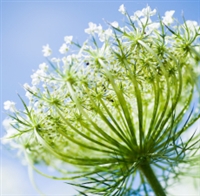 Carrot Seed Essential Oil: Amber Bottle / Essential Oil: 10 mL