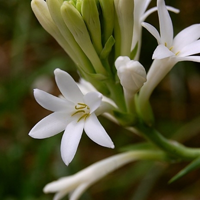 Tuberose Fragrance Oil: Amber Bottle / Fragrance Oil: 10 mL