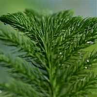 Balsam Fir Essential Oil: Amber Bottle / Essential Oil: 10 mL