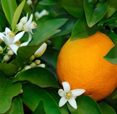 Neroli Essential Oil: Amber Bottle / Essential Oil: 10 mL