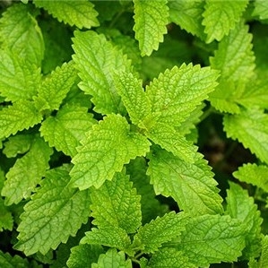 Lemon Balm Leaf Essential Oil: Amber Bottle / Essential Oil: 10 mL