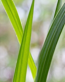 Lemongrass Essential Oil: Amber Bottle / Essential Oil: 10 mL