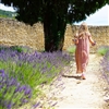 Provence (French) Lavender Oil: Amber Bottle / Fragrance Oil: 10 mL