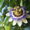 Passionflower Fragrance Oil: Amber Bottle / Fragrance Oil: 10 mL