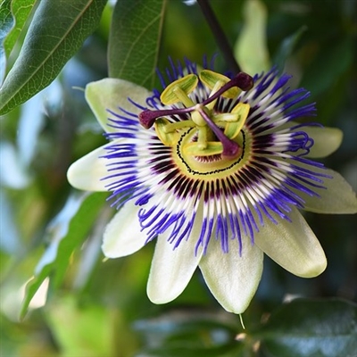 Passionflower Fragrance Oil: Amber Bottle / Fragrance Oil: 10 mL