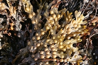 Bladderwrack, Cut & Sifted, Organic (Bulk)