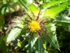 Blessed Thistle, Organic