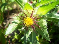 Blessed Thistle, Organic