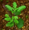 Holy Basil Krishna, Organic (Bulk)