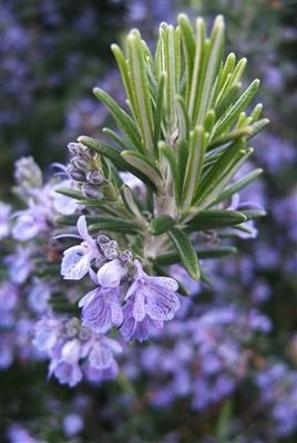 Rosemary: Bulk / Organic Whole Rosemary Leaf