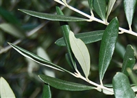 Olive Leaf, Organic (Bulk)