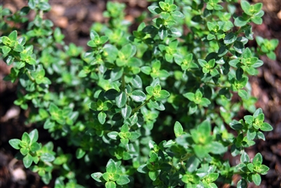 Thyme: Bulk / Organic Thyme, Cut & Sifted