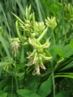 Astragalus, Cut & Sifted