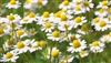 Chamomile: Bulk / Organic Chamomile Flowers, Cut & Sifted