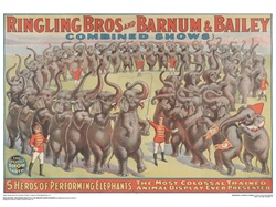 Ringling 5 Herd Performance Elephants Poster