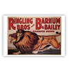 Ringling Bros. and Barnum & Bailey Lion Poster