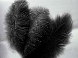 12 Fabulous Ostrich Feathers - Black