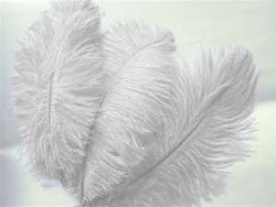 12 Fabulous Ostrich Feathers - White