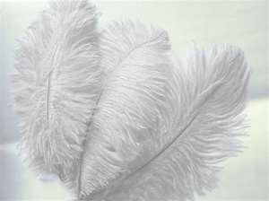 12 Fabulous Ostrich Feathers - White