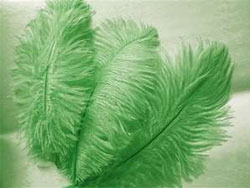 12 Fabulous Ostrich Feathers - Green