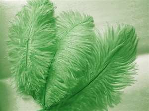 12 Fabulous Ostrich Feathers - Green