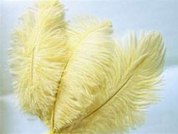 12 Fabulous Ostrich Feathers - Ivory
