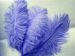 12 Fabulous Ostrich Feathers - Royal Blue