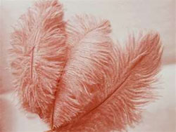 12 Fabulous Ostrich Feathers - Red