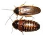 100 Small-Medium - Dubia Roaches