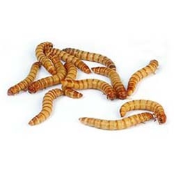 Giant Meal Worms